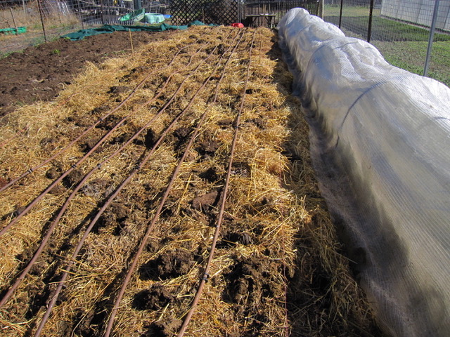 mulched vegetable bed