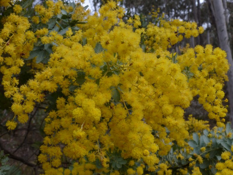 yellow wattle flowers