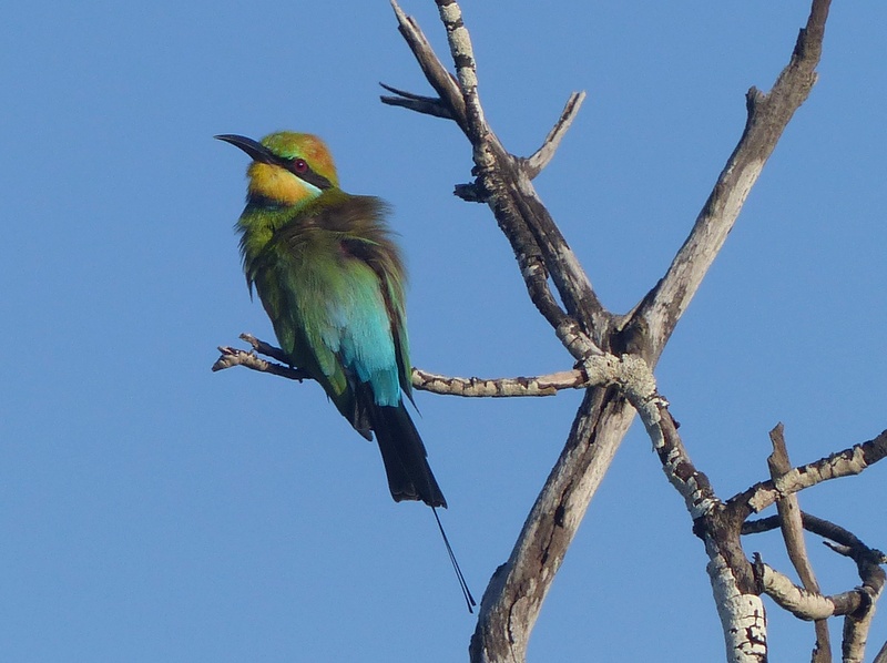 Rainbow Bee-eater bird on branch