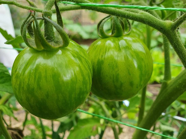 green tomatoes