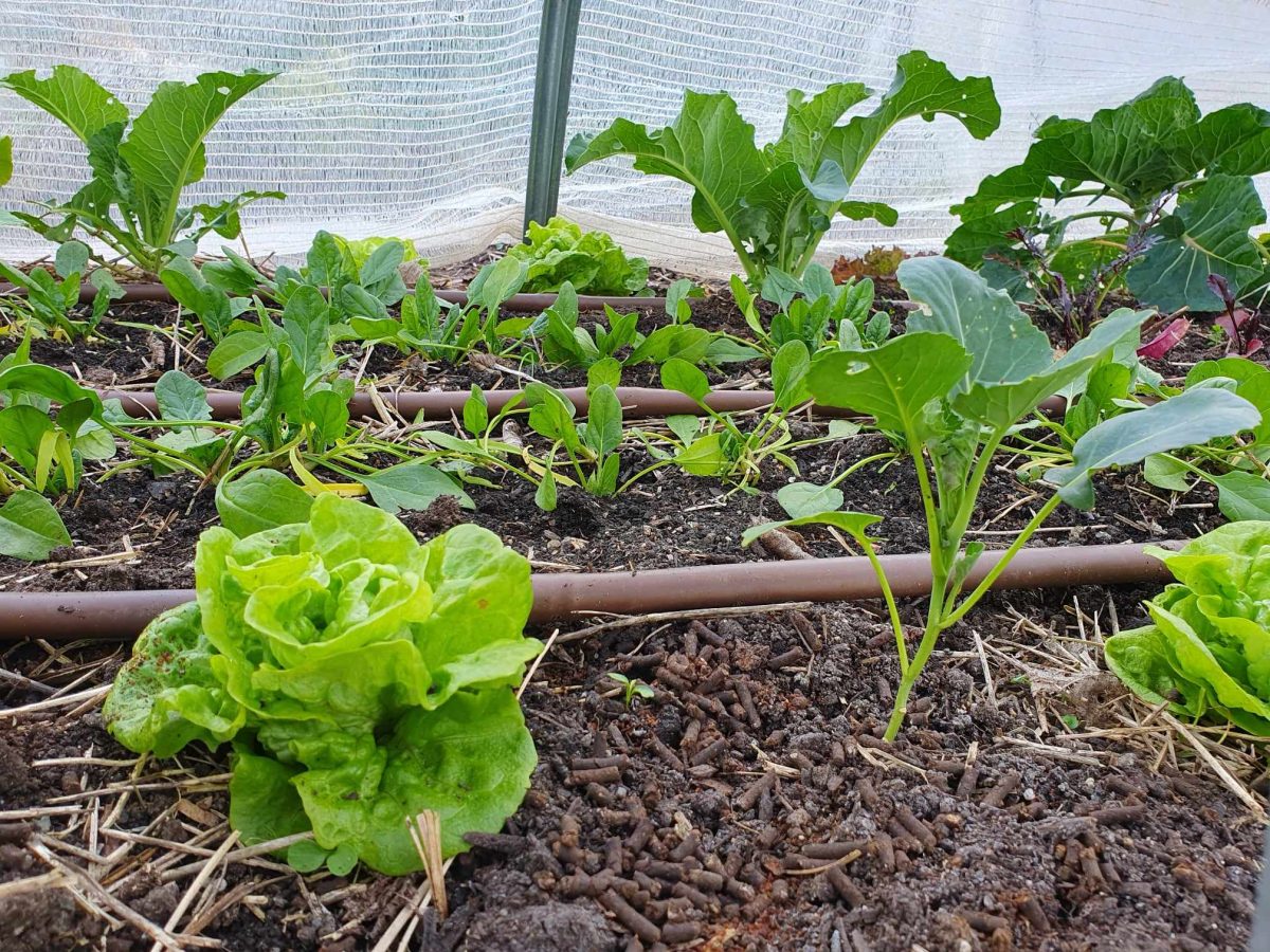 Veggies growing well under frost protection