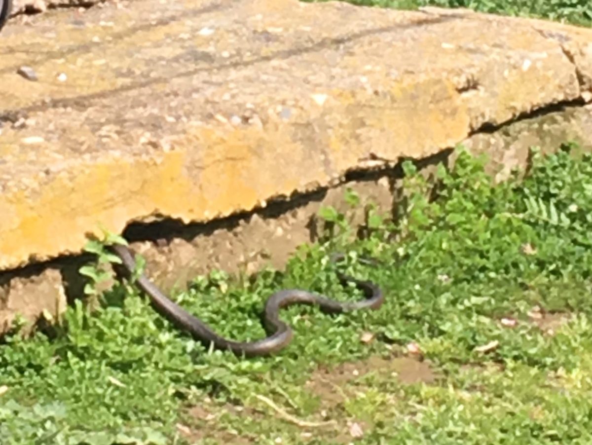 Brown snake near base of clothesline.