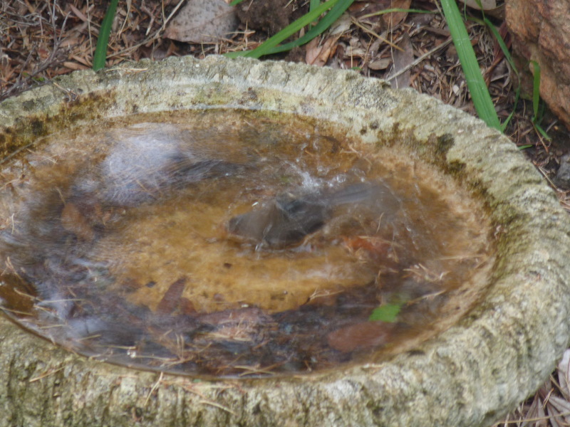 Superb Fairy-wren fully submerged while bathing