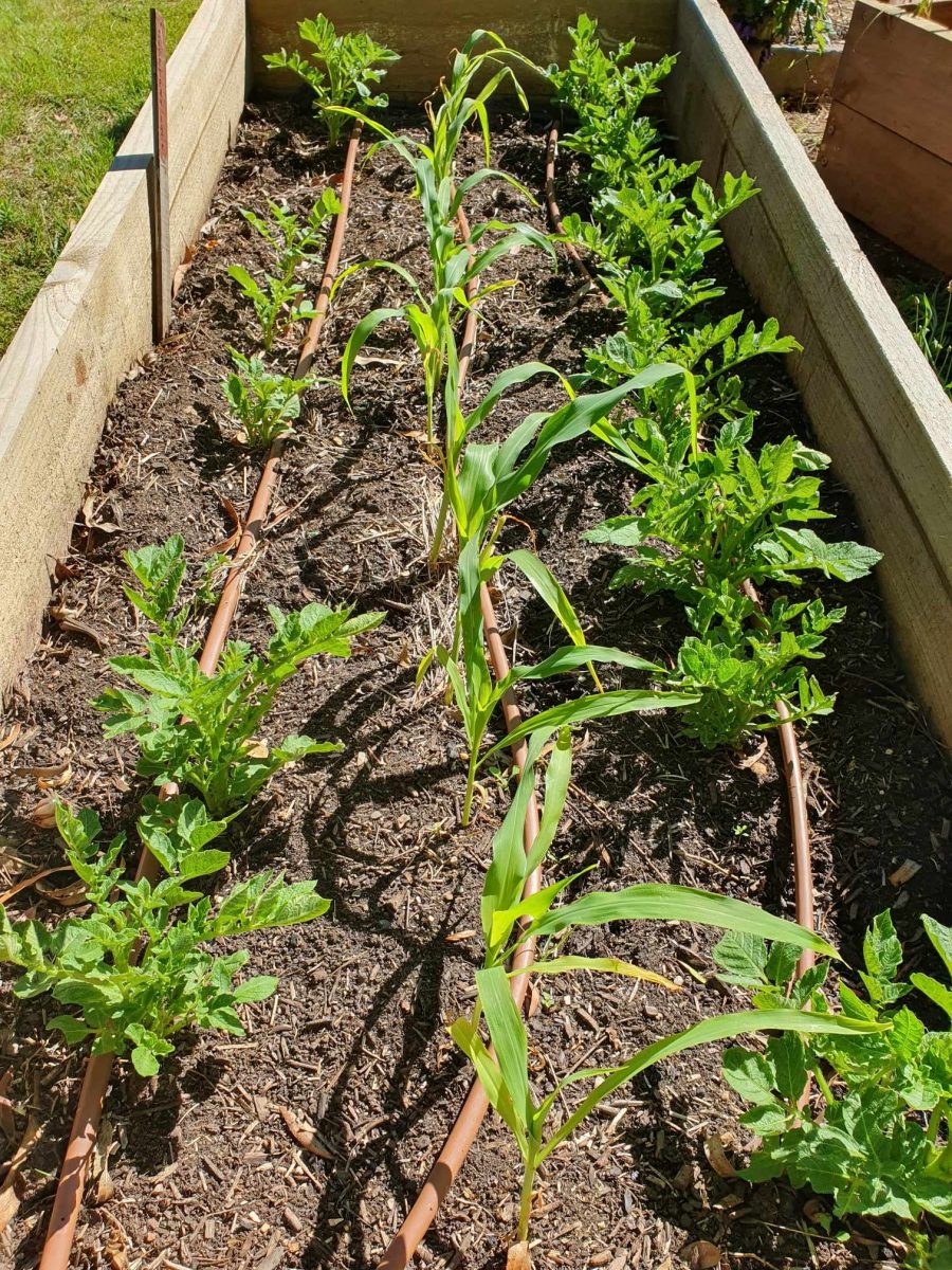 Potatoes and corn 