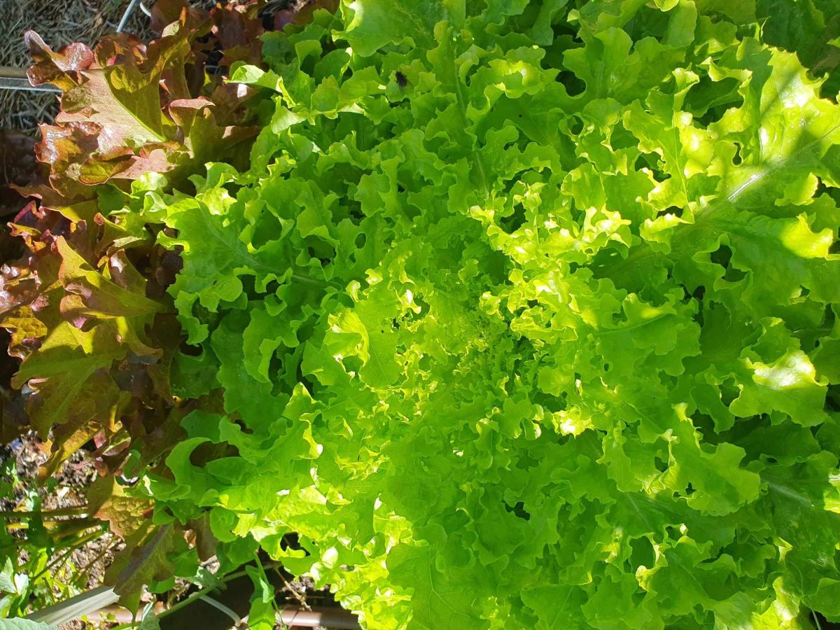 lettuce in a garden