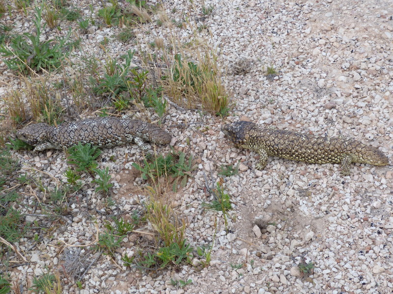 Shingleback pair, the male following the bigger female. These have the paler scales typical of most of their range.