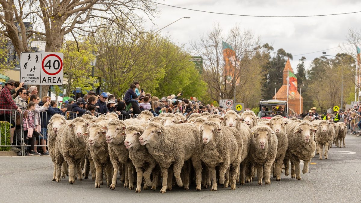 herd of sheep on a street