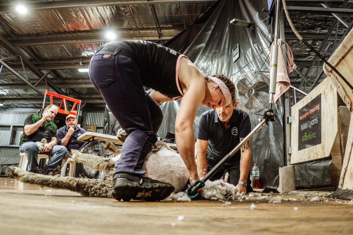 A woman bent over to shear a sheep with people watching on