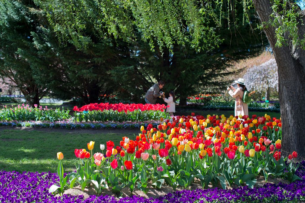 A person takes a photo amid tulips