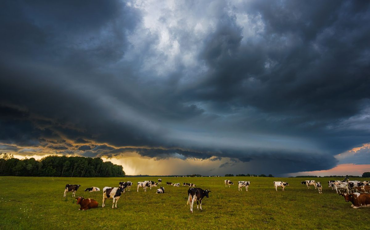 Cows in paddock 