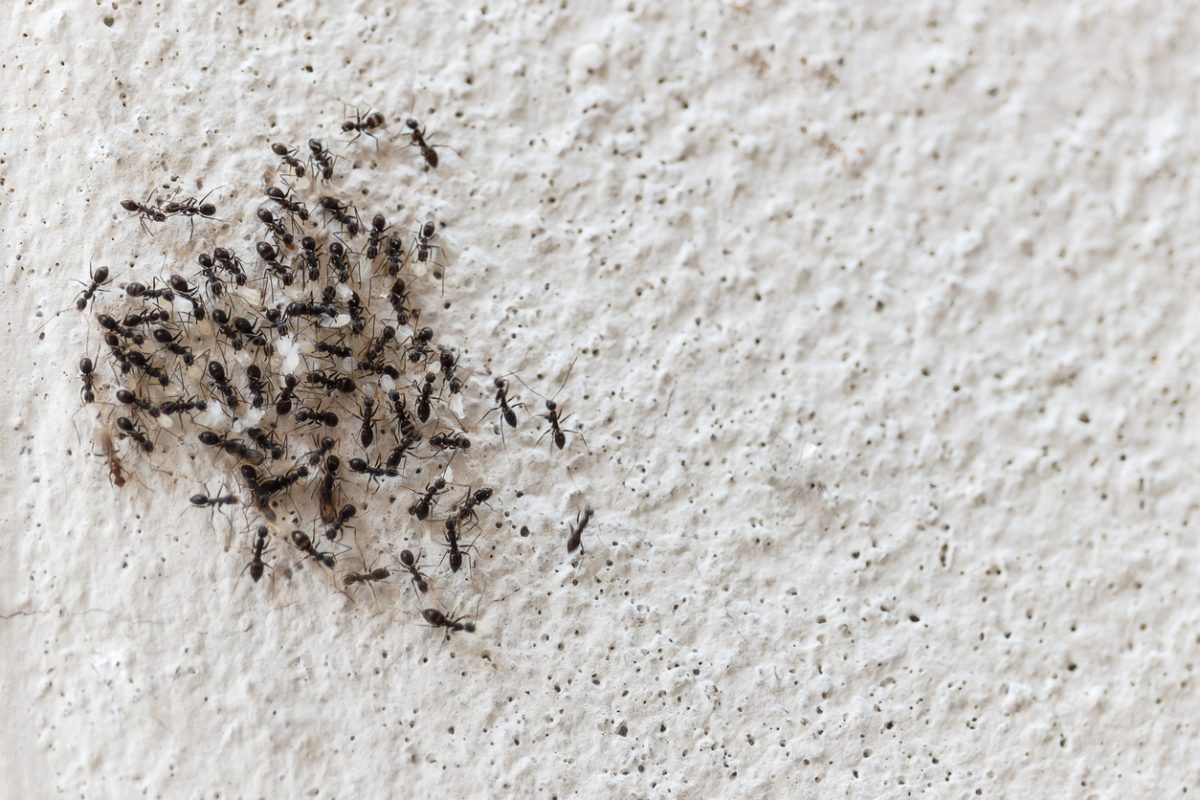 Mass of ants