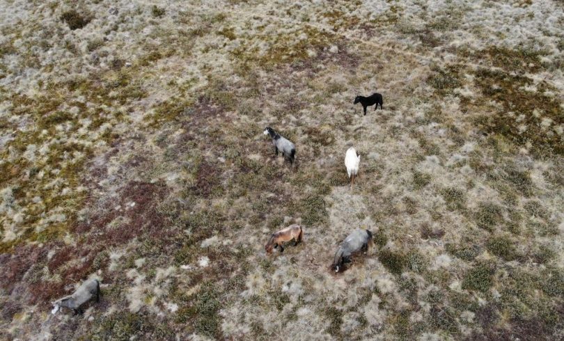Brumbies at Currango Plains in the Kosciuszko National Park, May 2018. Photo: Supplied by John Barilaro's office.