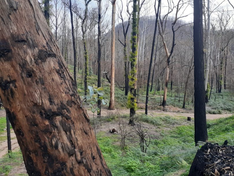 Burnt bushland with regenerating growth.