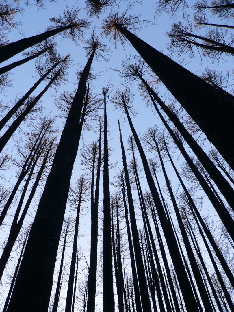 sugar pine forest