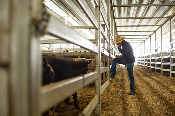 Farmer leaning on fence in bull pen.