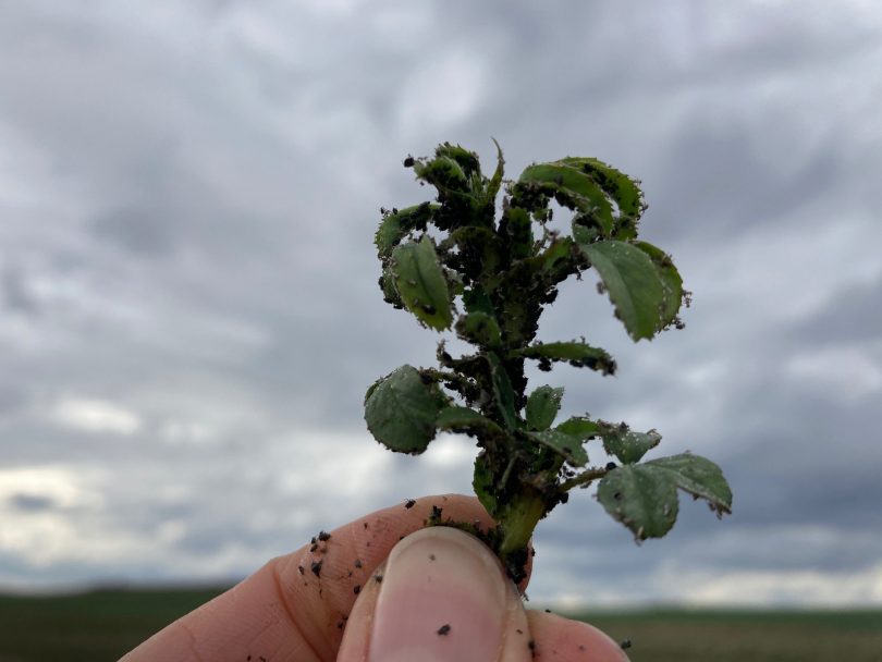 Fingers holding lucerne with cowpea aphids attached.