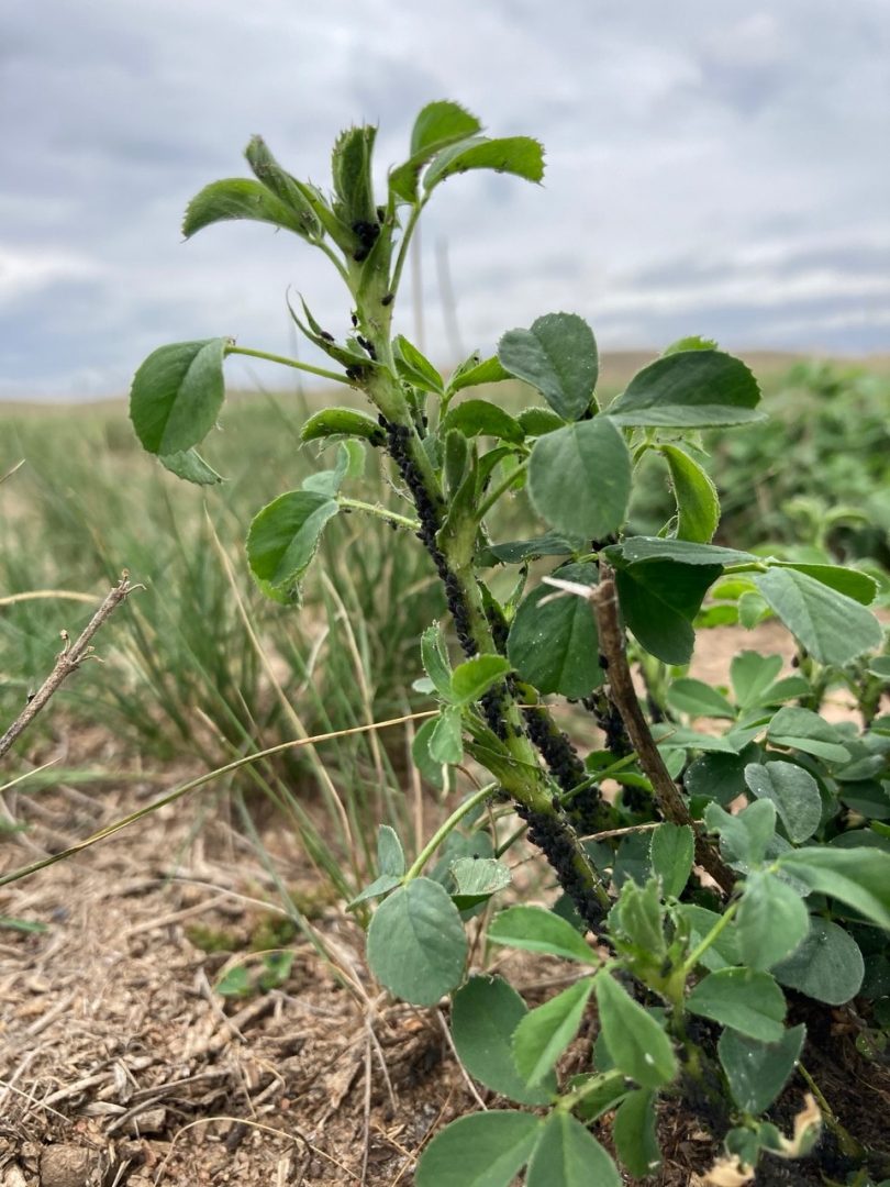 Lucerne plant growing on farm.