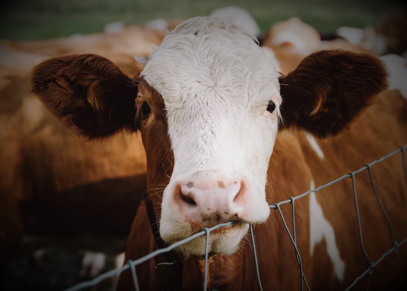 A cow against a fence.