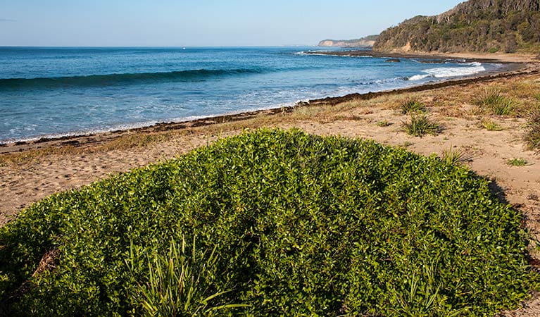 NSW South Coast beach