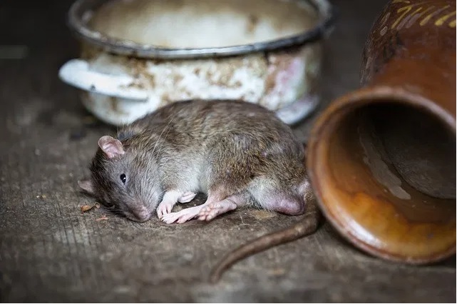 Dying mouse