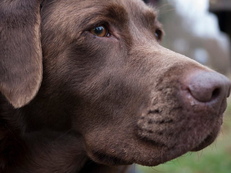 Brown dog's face