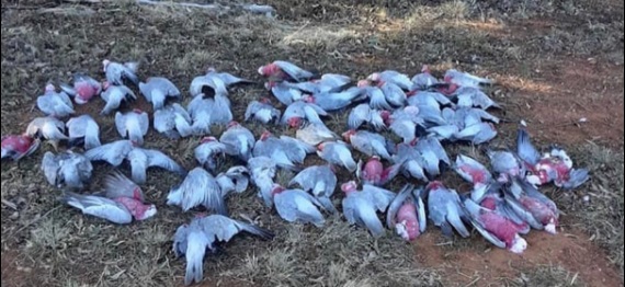 Dead galahs on ground