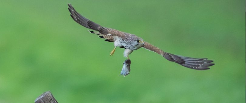 Bird of prey in flight carrying mouse