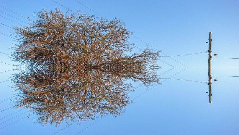 Image of tree and power pole from 'Orbit' by Cat Wilson