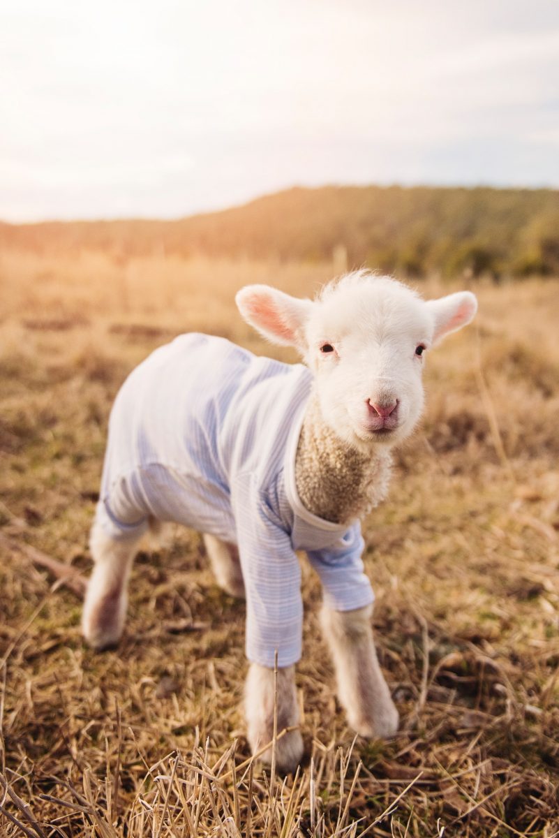 Poddy lamb wearing dog coat