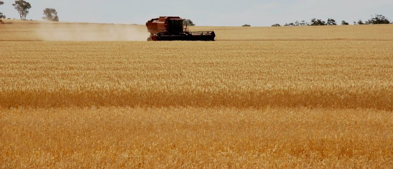 Harvester in wheat field