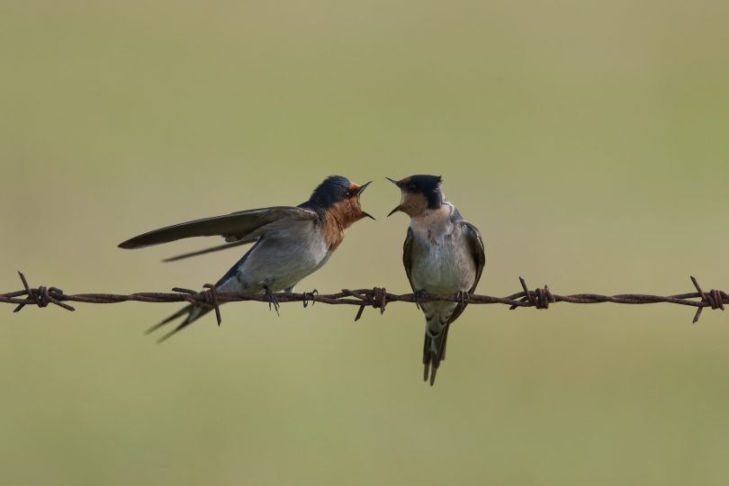 Australia’s most widespread swallow, the Welcome Swallow