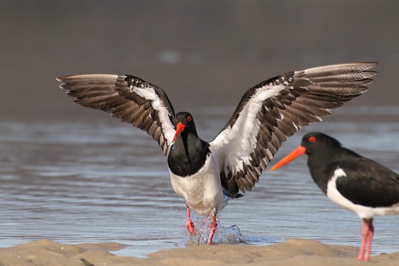 Pied Oystercatcher