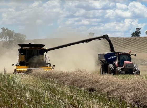 Machines harvesting canola