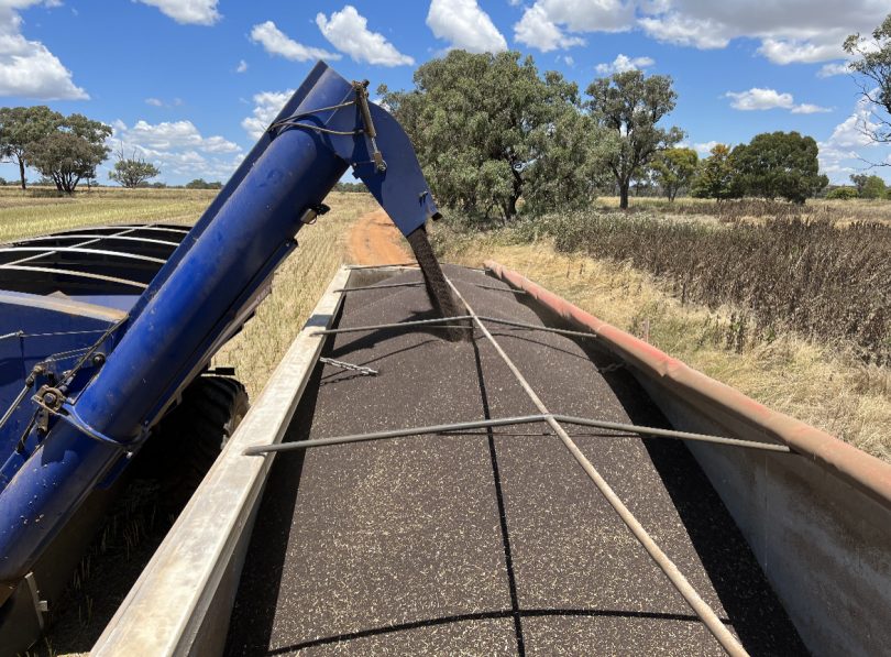 Machine harvesting canola