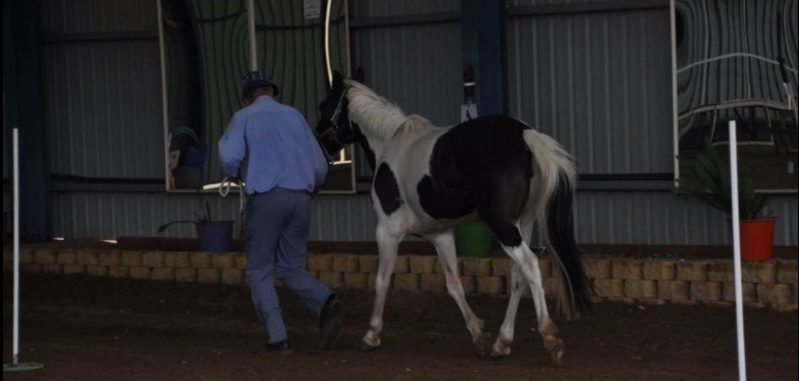 Riding for the Disabled Association