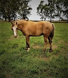 Dun Welsh pony gelding