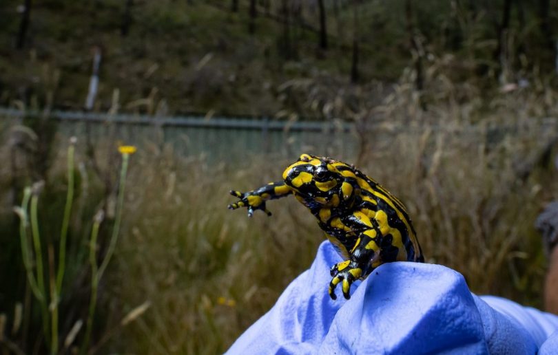 Southern Corroboree Frog