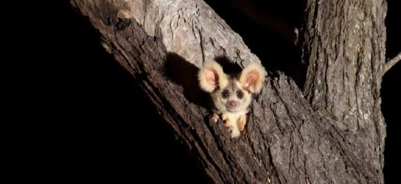 Great glider peeking out of tree hole