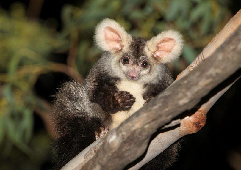 Great Gilder perched on a tree branch