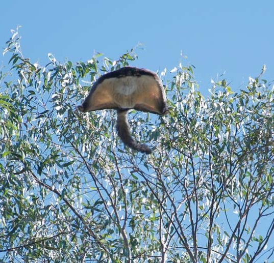 Great Glider gliding from a tree