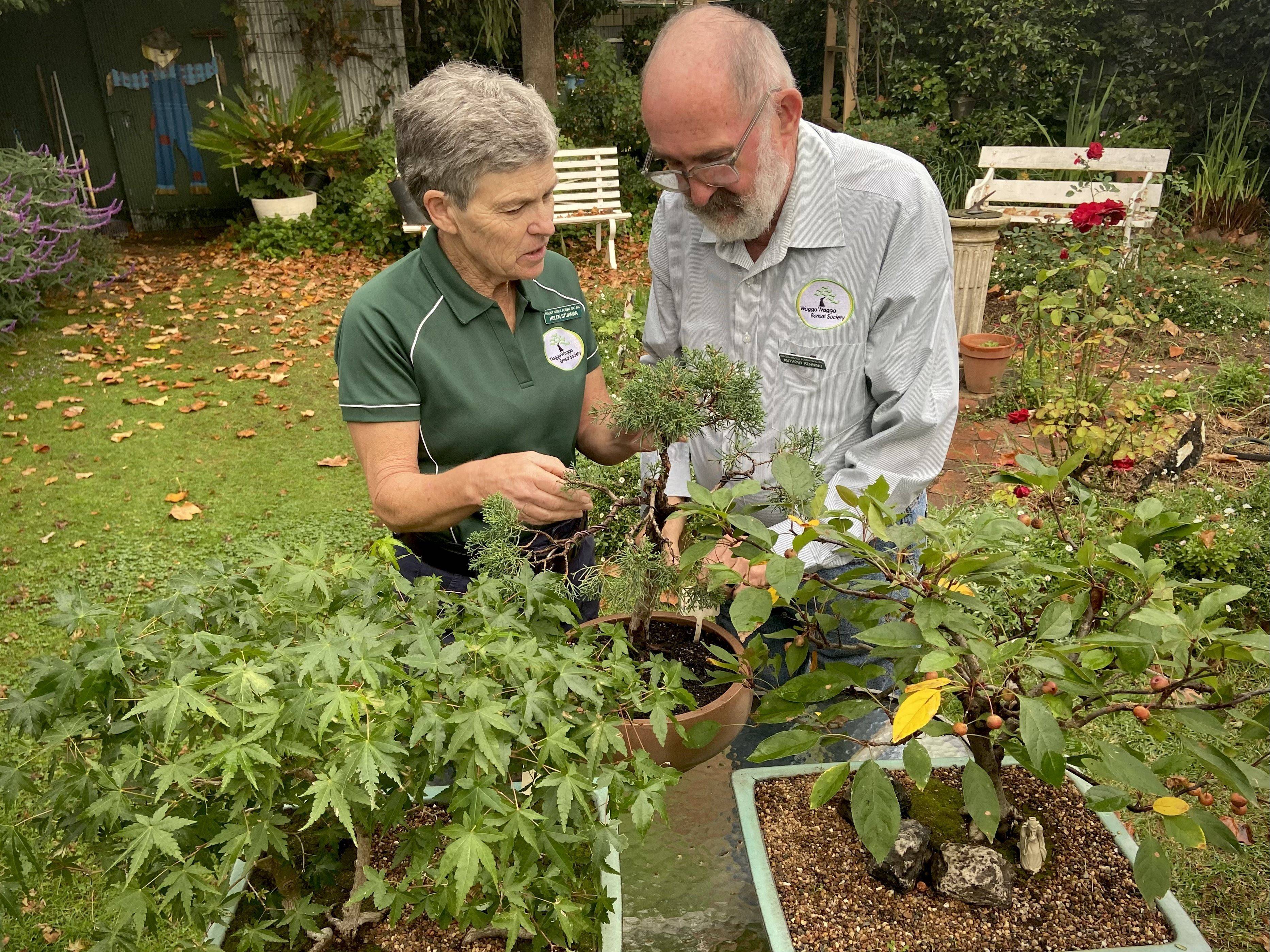 a man and a woman look at a bonsai tree