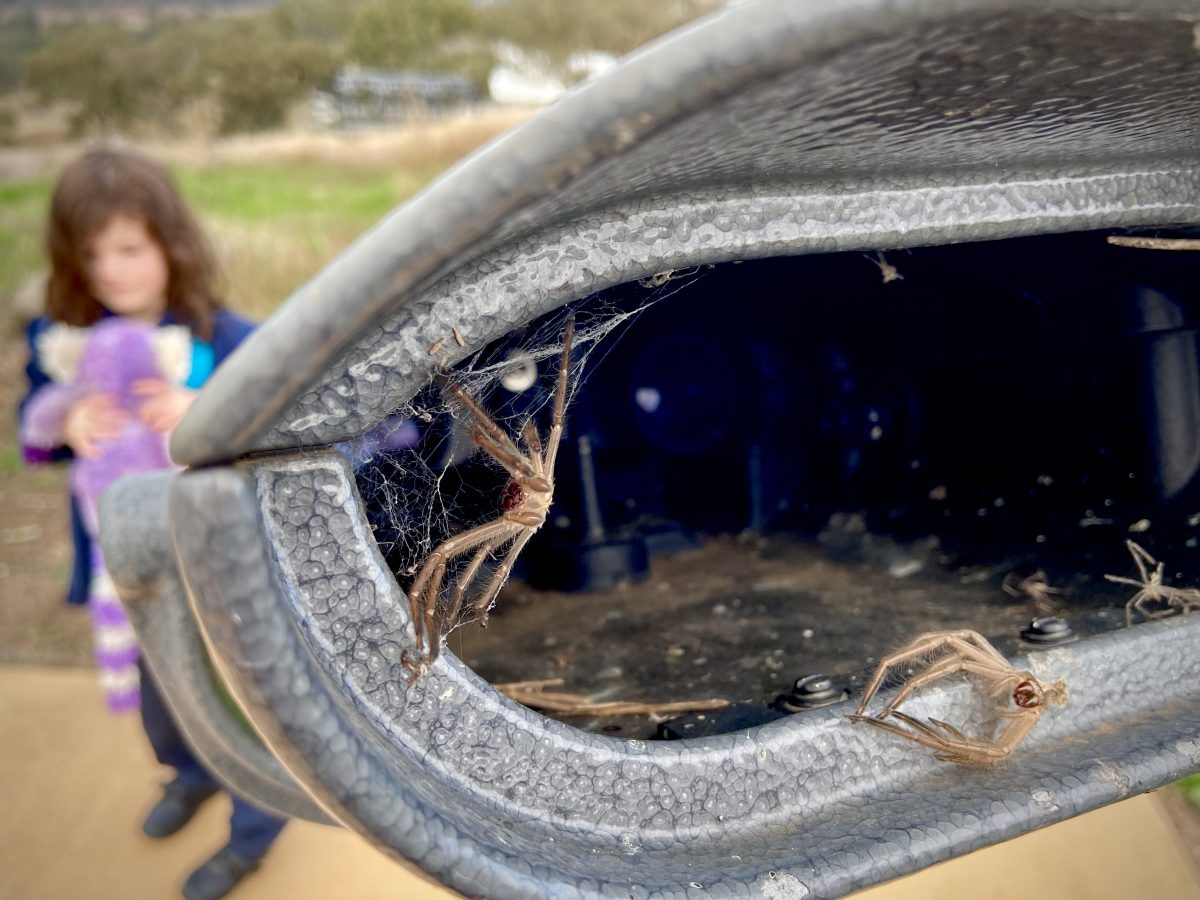 Spiders in binoculars