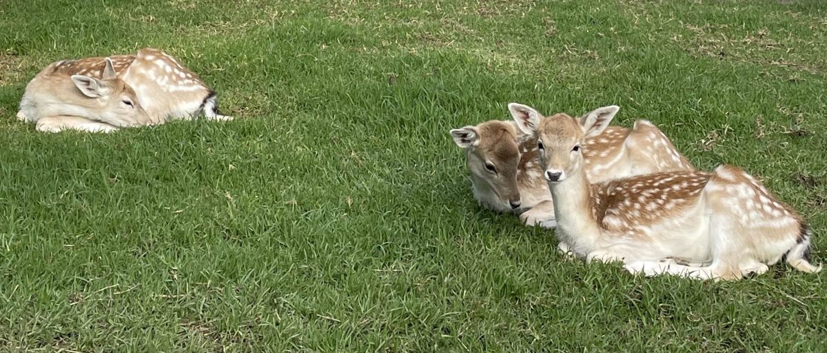 The zoo will keep five fawns, three of which shown above, that were hand raised last year. Photo: Anna Maskus.