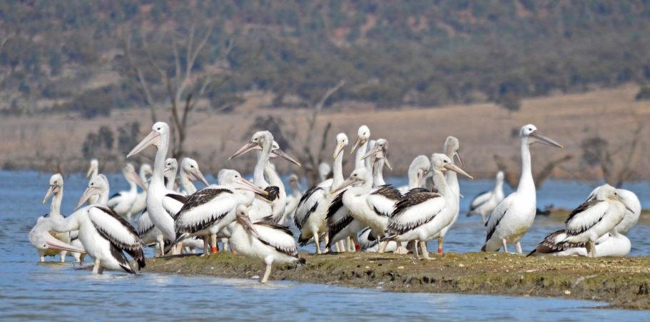 Flock of Pelicans