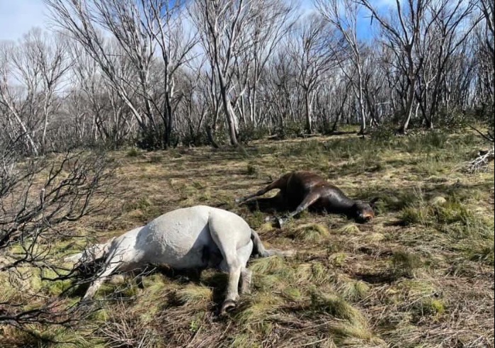 wild horse carcasses in parkland