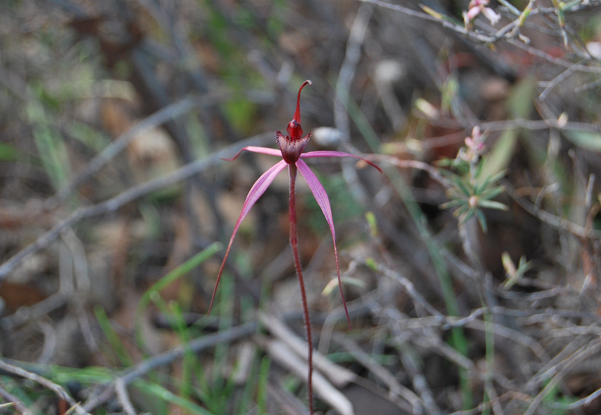 Crimson spider orchid