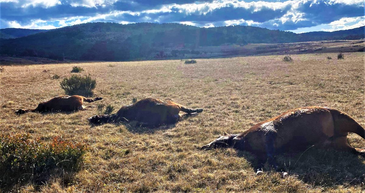 Wild horse carcasses in Kosciuszko National Park following a June 2023 ground shooting cull.