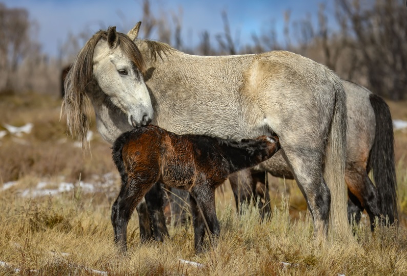 A roan brumby and her foal in Kosciuszko National park 