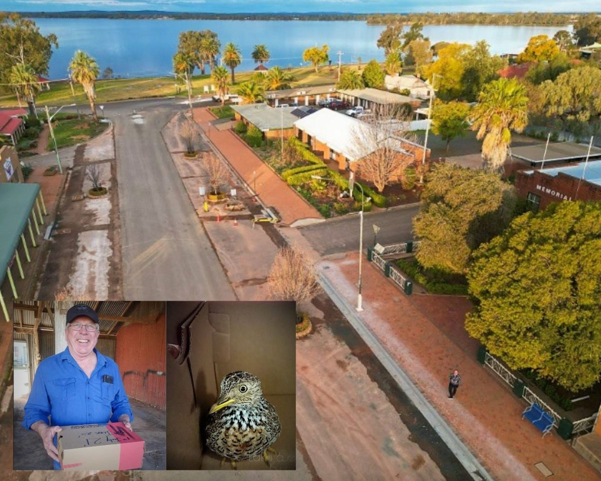 Found on the main street of Lake Cargelligo by Neil Hart and his grandson Harper, the rare Plains Wanderer was swiftly rescued