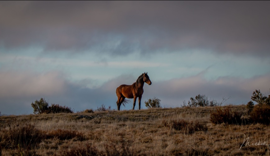 wild horse standing on a hill